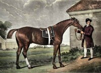 Hřebec Eclipse, narozený 1. dubna 1764 při zatmění Slunce. Zdroj: Wikipedie, George Stubbs